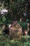 Krzepice - macewa na cmentarzu żydowskim