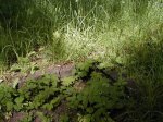 Olsztyn - w trawie można odnaleźć jeszcze ślady grobów