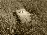 Sejny - groby na cmentarzu żydowskim